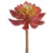 Echeveria Pick, 7in