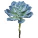 Echeveria Pick, 8in