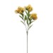 Lions Tail Spray, 24in