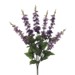 Delphinium Bush, 24in