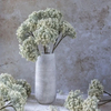 Yarrow Stem - Cream Faux Plant