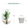 Strelitzia Tree Faux Plant 150cm/ 59"