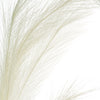 White Pampas Grass