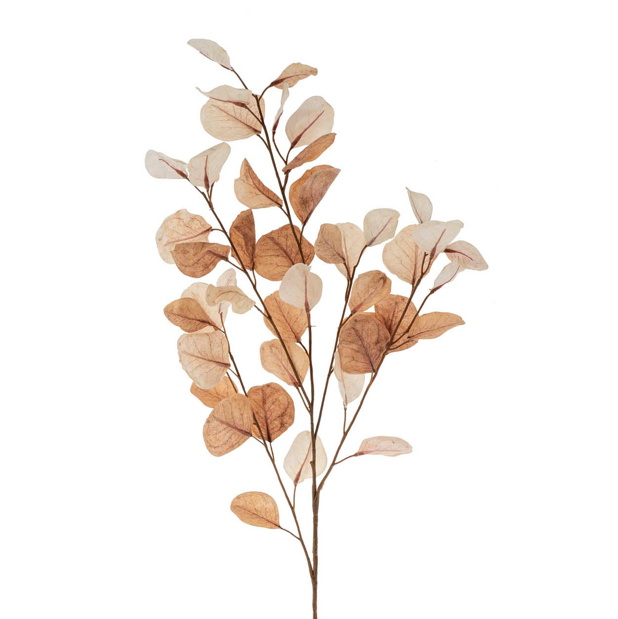 Dried Eucalyptus Branch-thumbmail-1