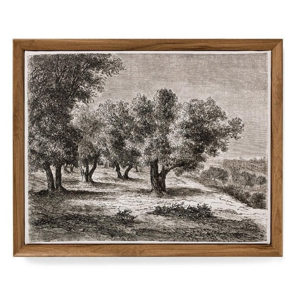 WALL ART FRAMED CANVAS PRINT OLIVE TREES MULTI