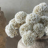 Allium Cream bunch