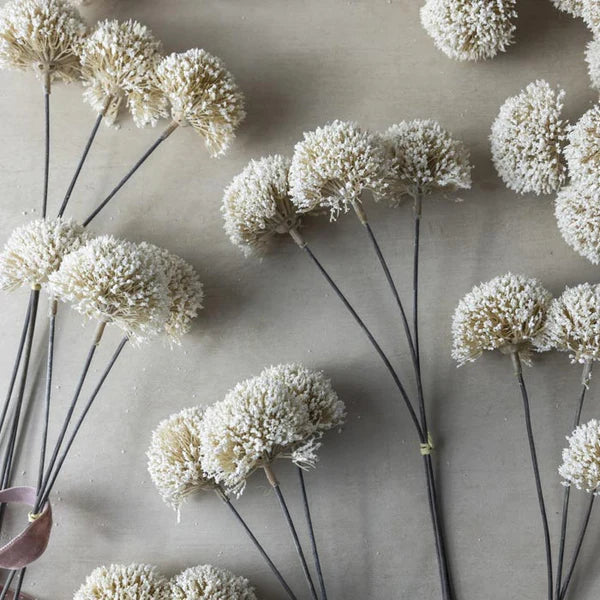 Allium Cream bunch