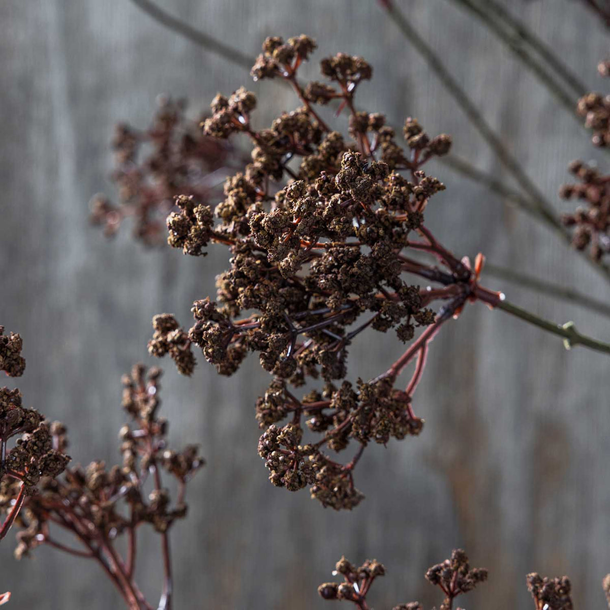 Artificial Woodland Yarrow-thumbmail-3