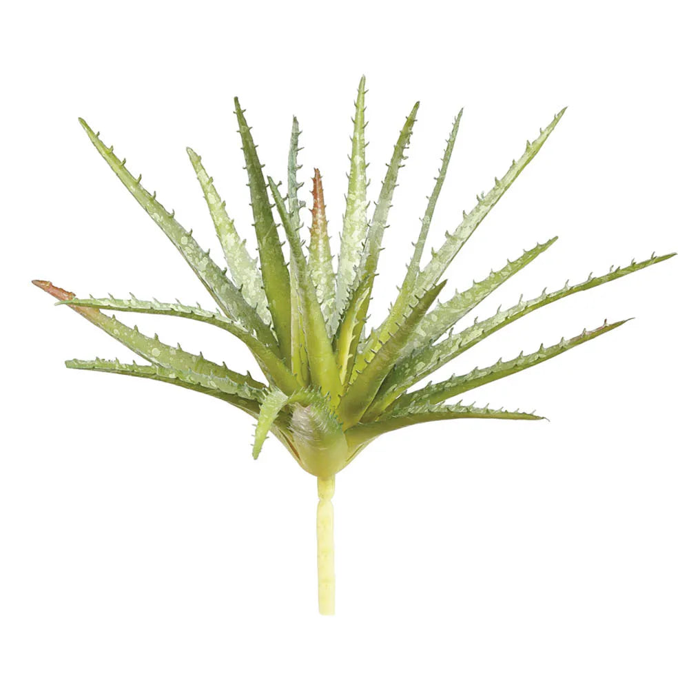 Aloe, 11in