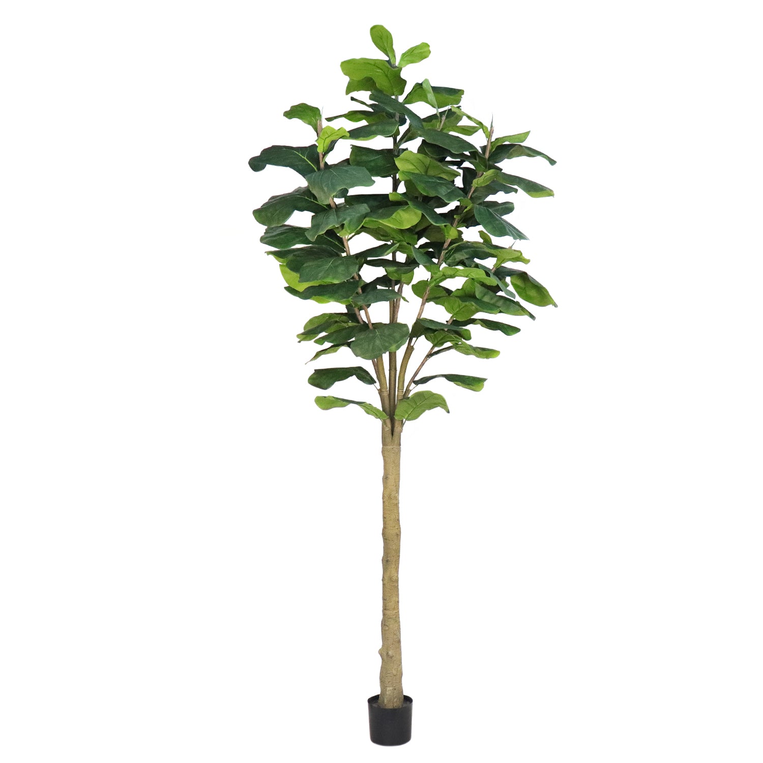 Unpotted Fiddle Tree (Big Leaf), 10ft – Pack of 2