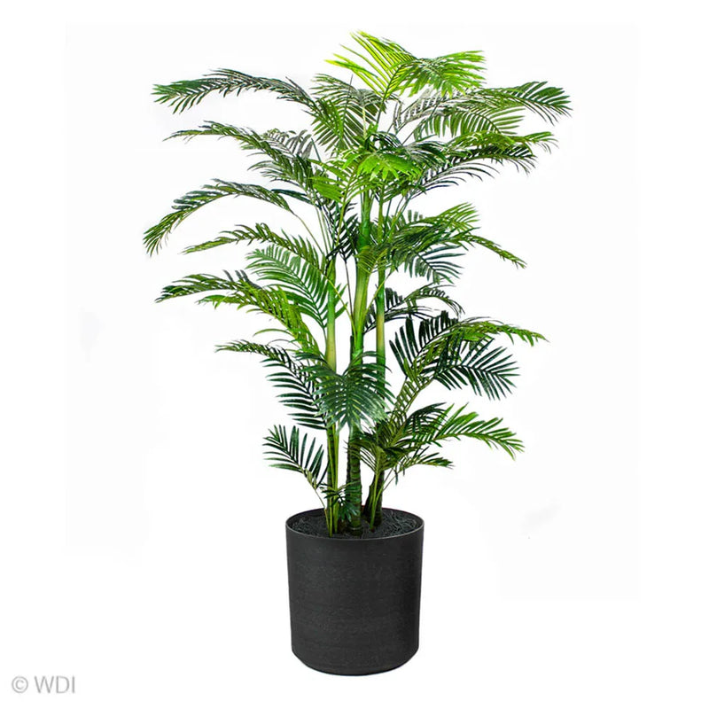 Potted Areca Palm, 8ft