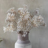 Gypsophilas Stem