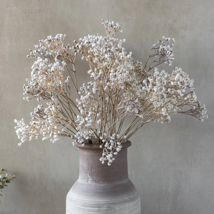 Gypsophilas Stem-thumbmail-4