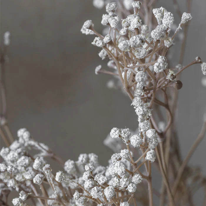 Gypsophilas Stem-thumbmail-3