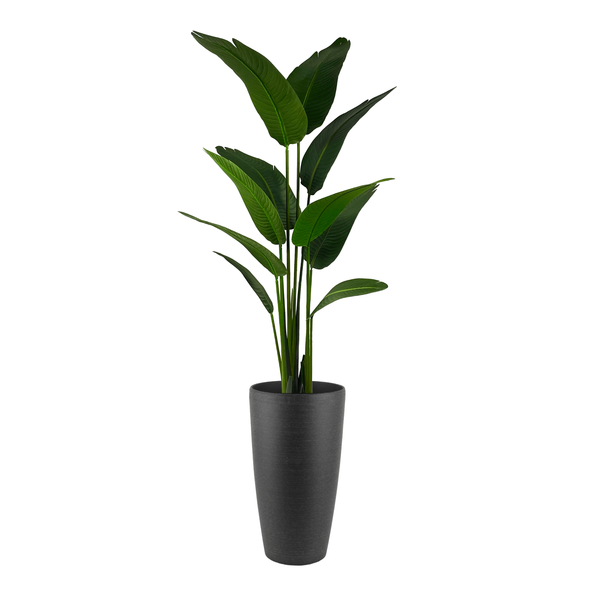 Potted Palm Travellers, 5ft in Uptown Plastic Planter, Black, 22in