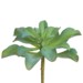 Kalanchoe Plant, 7in