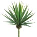 Yucca Pick, 8in