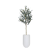 Potted Olive Tree, 6ft in Lodi Round Tall Fiberclay Planter, White, 24in (Medium)