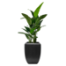 Potted Palm Travellers, 5ft x2 in Enna Curved Rectangle Fiberclay Planter, Black, 25in (Medium)