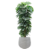 Potted Monstera Plant with Pole, 6ft in Ash Fiberclay Planter, Grey, 18in (Large)