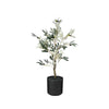 Potted Olive Tree, 3ft