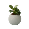 Atallo Cement Planter