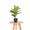 Fiddle Leaf Fig Faux Plant 50cm/ 19.7"