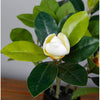 Magnolia Tree Faux Plant 40cm/ 15.7"