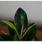 MAGNOLIA TREE FAUX PLANT 40CM/ 15.7"