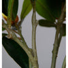 Magnolia Tree Faux Plant 40cm/ 15.7"