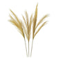 Gold Pampas Grass