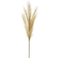 Gold Pampas Grass
