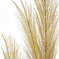 Gold Pampas Grass