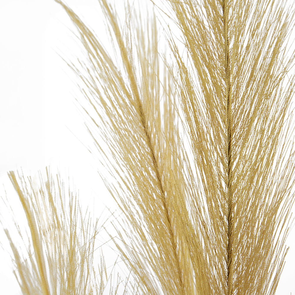 Gold Pampas Grass