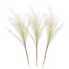 White Pampas Grass