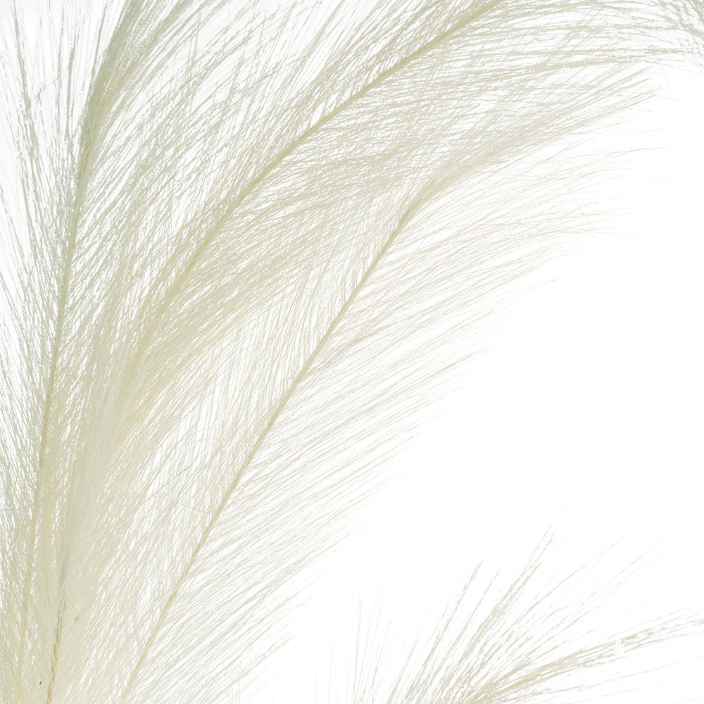 White Pampas Grass
